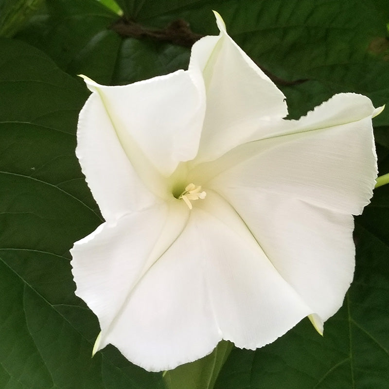 Moonflower White Morning Glory Seeds