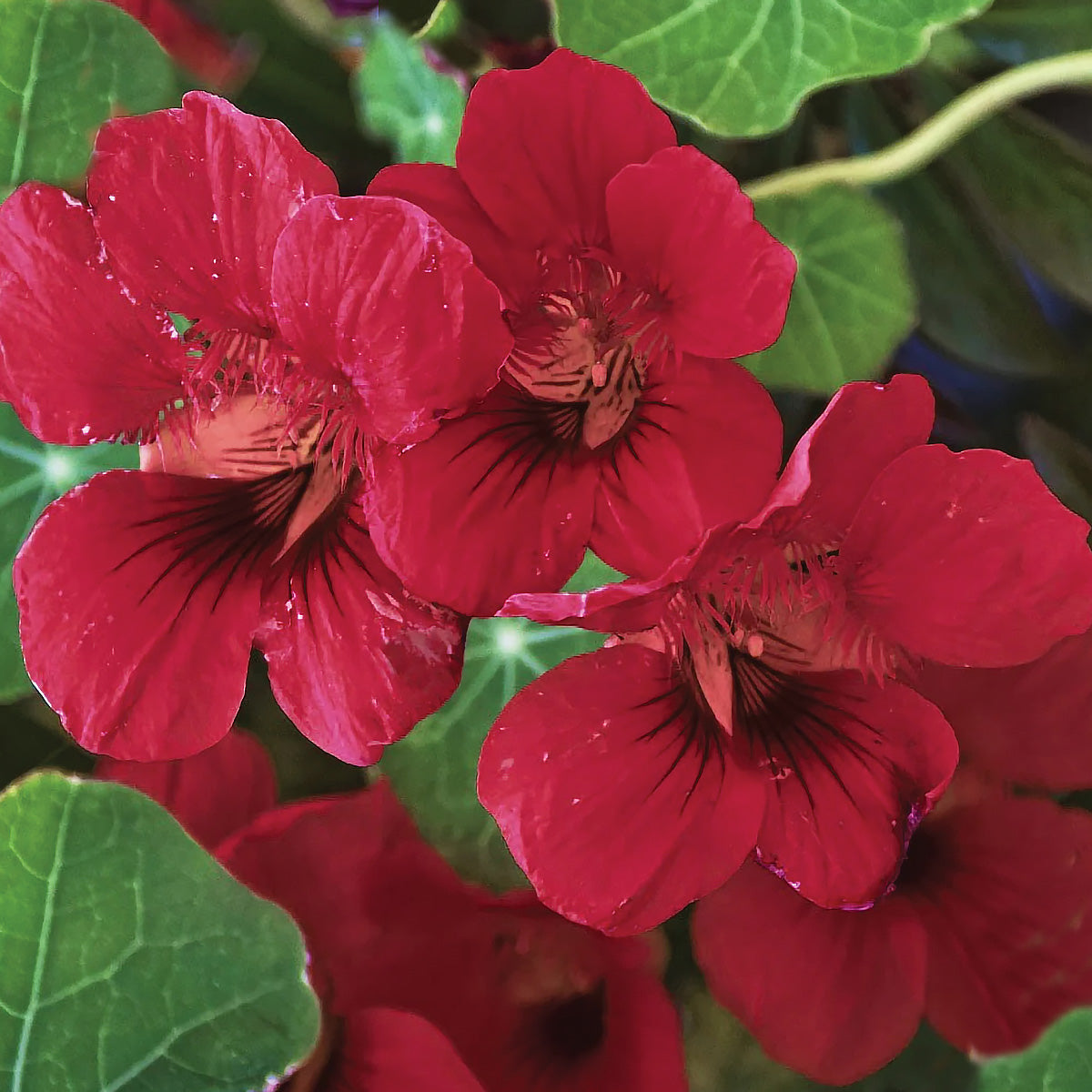 nasturtium cherry rose seeds Cherry Rose Nasturtium Seeds