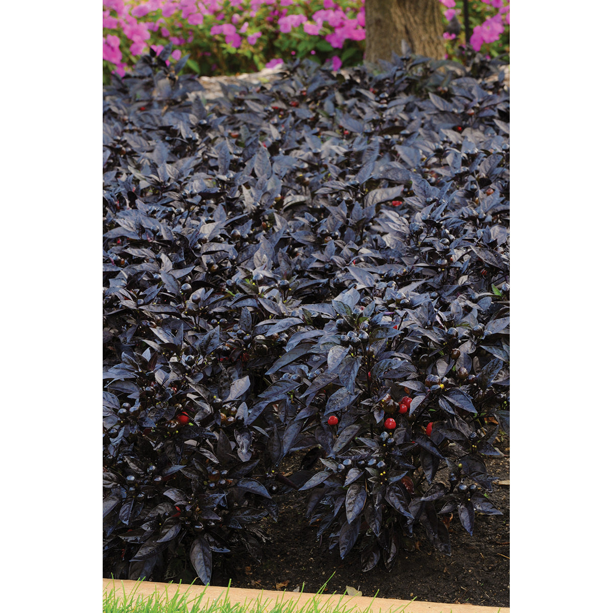 ornamental pepper plant seeds Black Pearl Ornamental Pepper Seeds