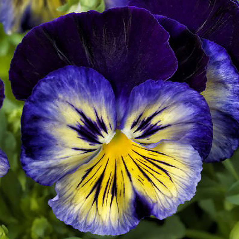 Blue Morpho Delta Premium Pansy Seeds