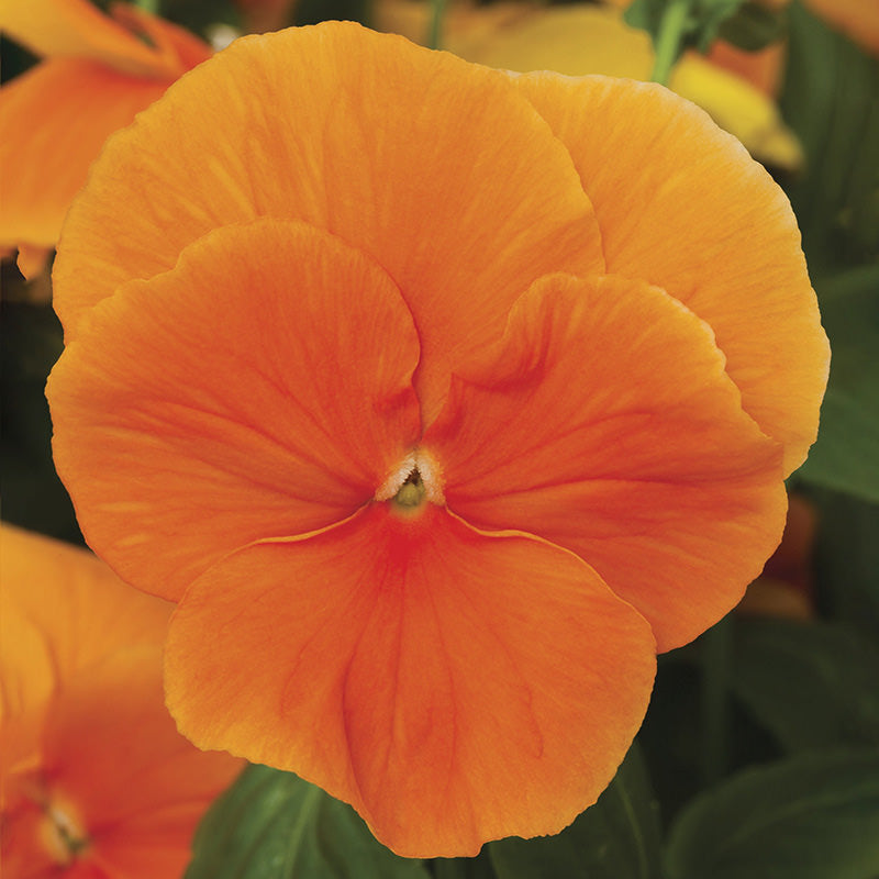 Pure Orange Delta Premium Pansy Seeds
