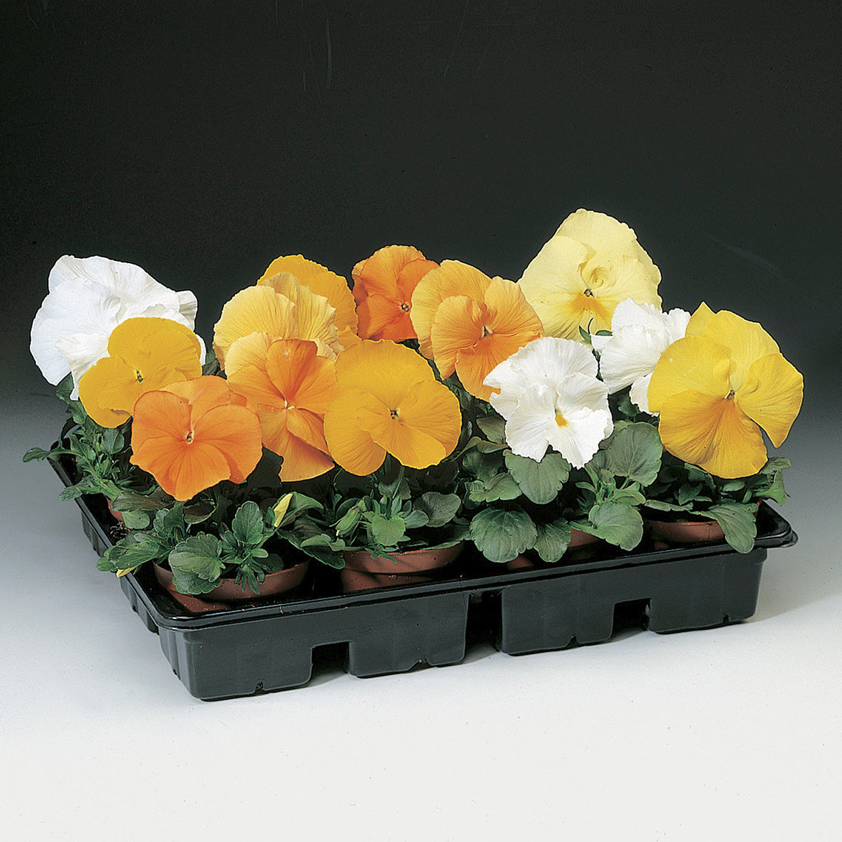 Citrus Mix Delta Premium Pansy Seeds