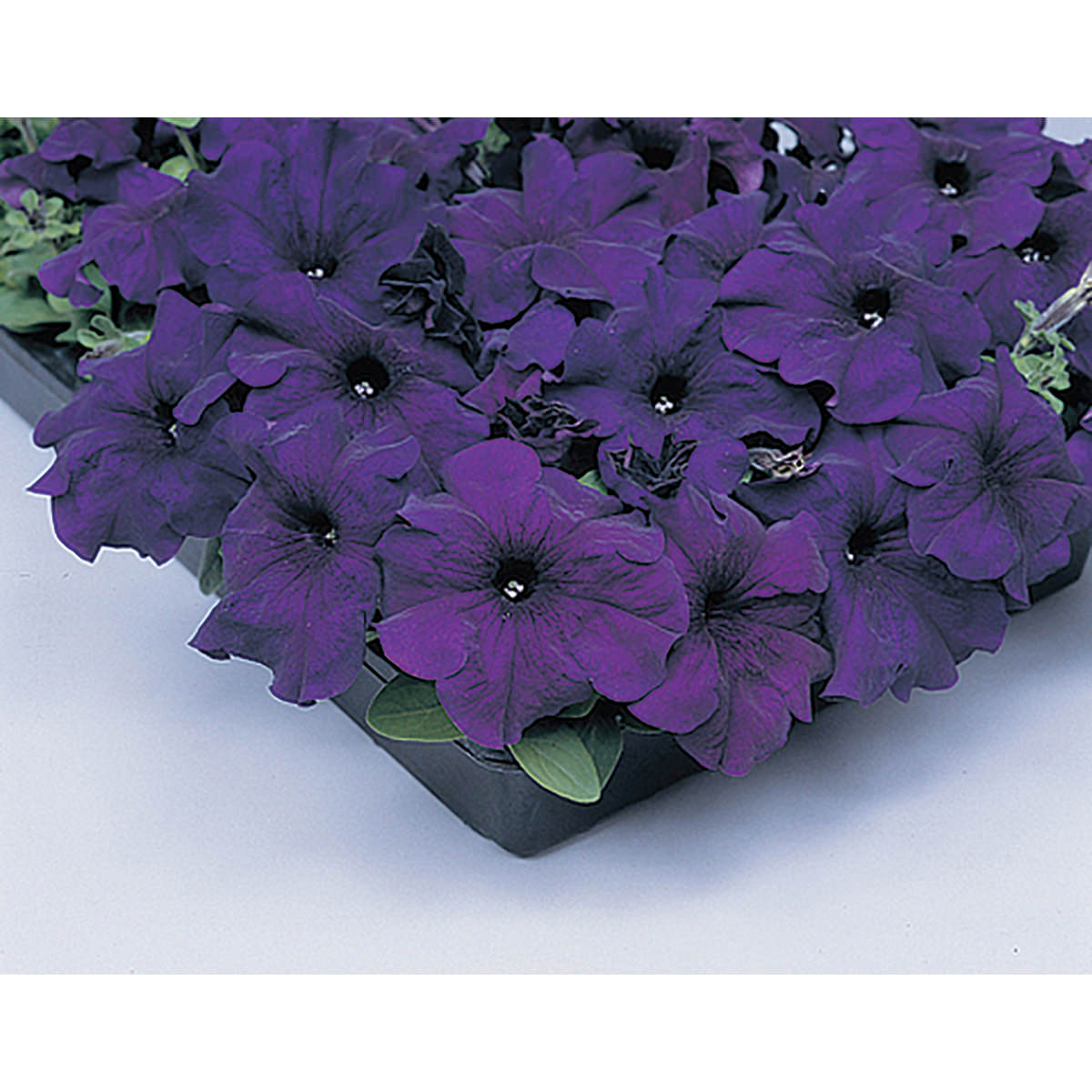 Supercascade Blue Petunia Seeds