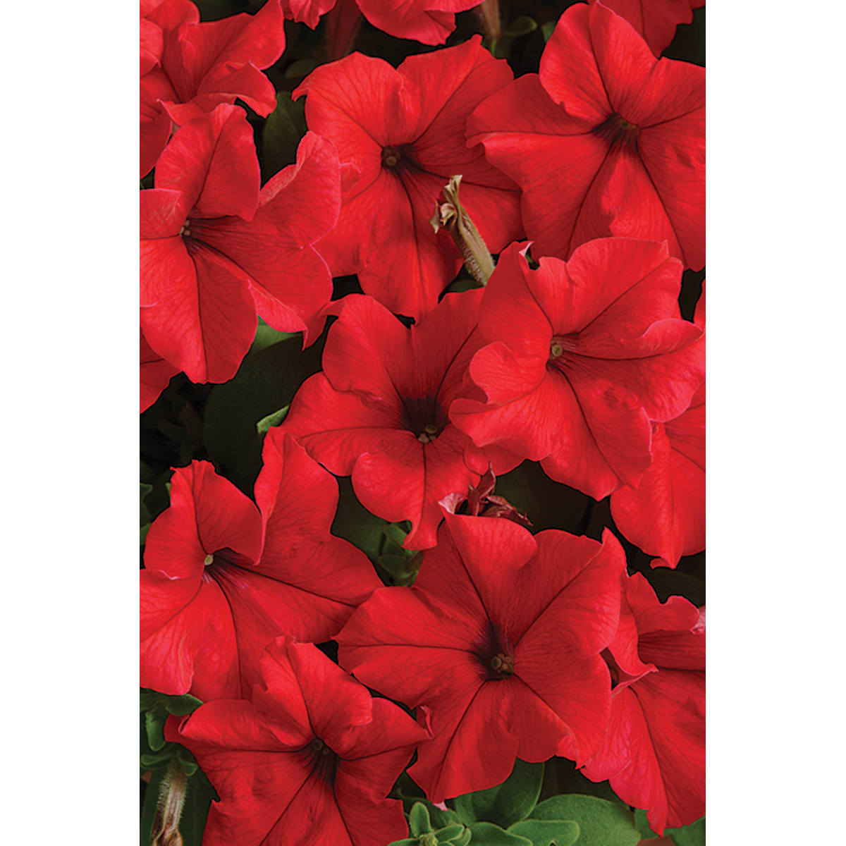 Supercascade Red Petunia Seeds