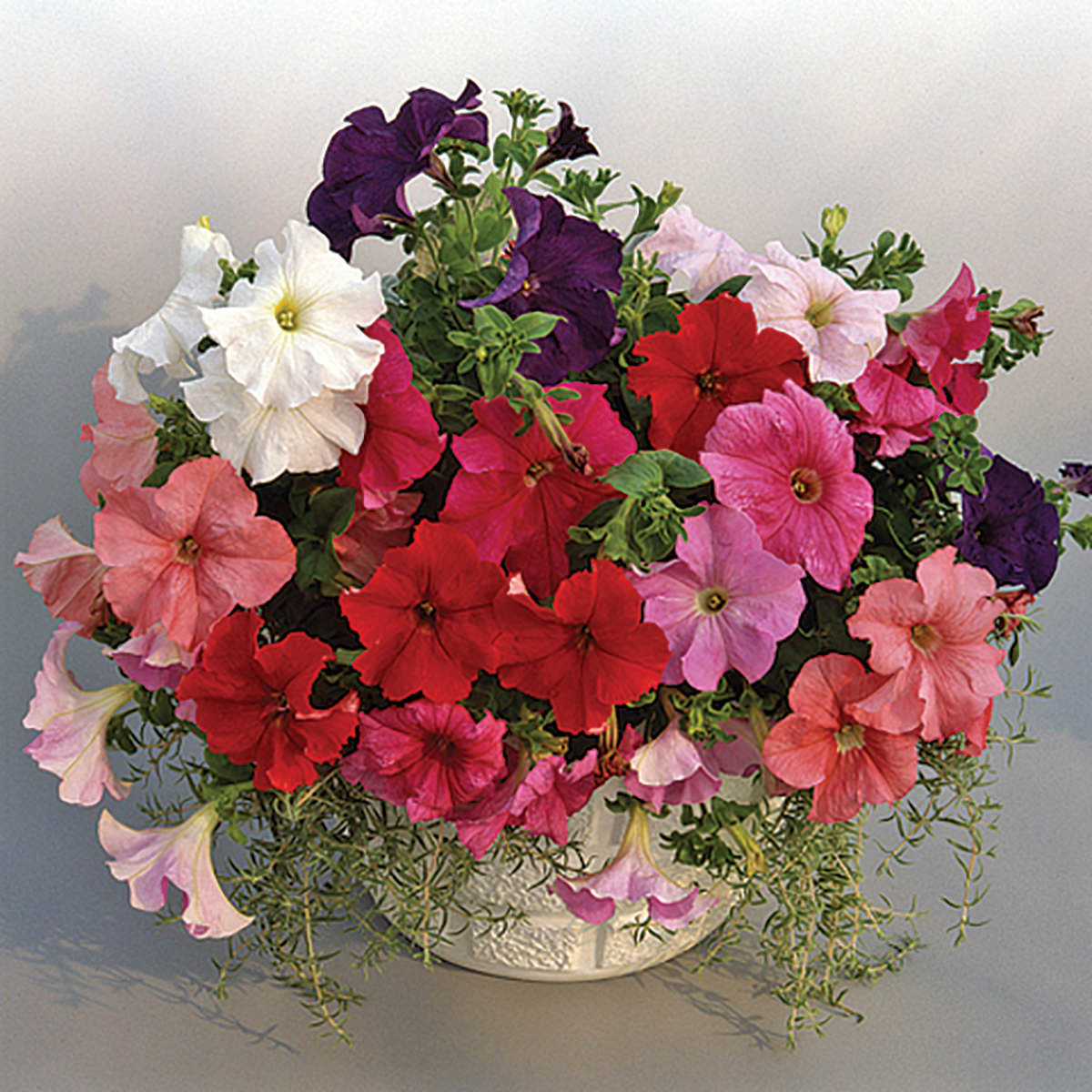 Supercascade Mix Petunia Seeds