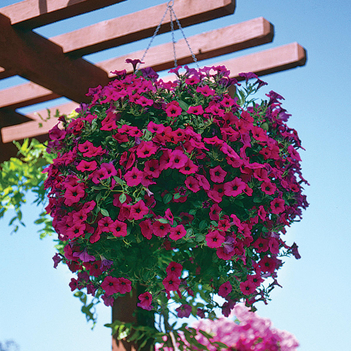planting wave petunias from seed Purple Wave Petunia Seeds – NE SEED