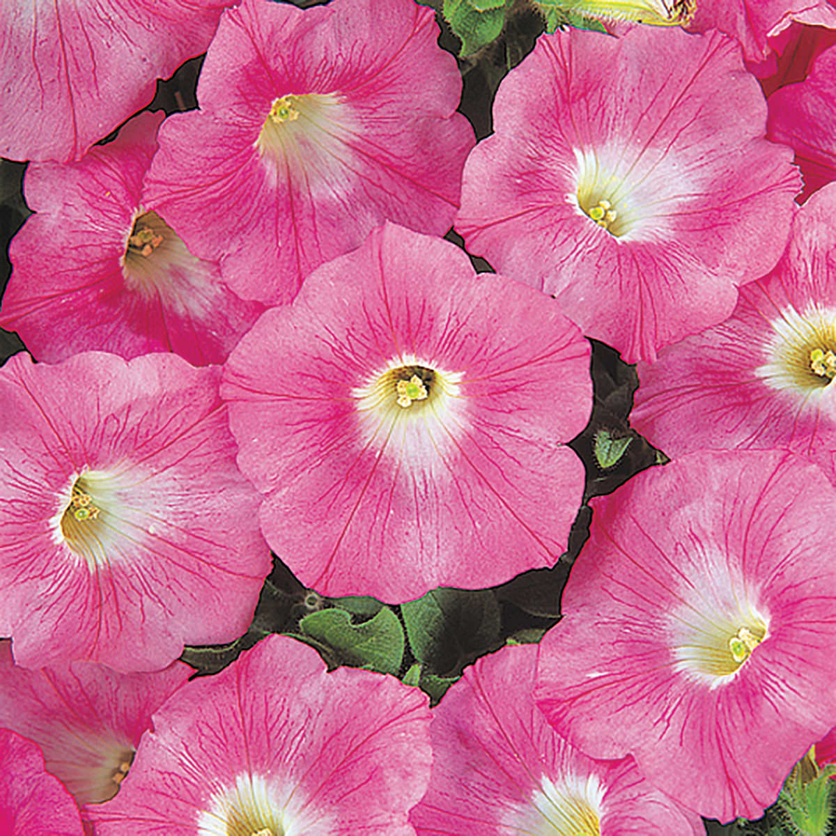 Pink Wave Petunia Seeds