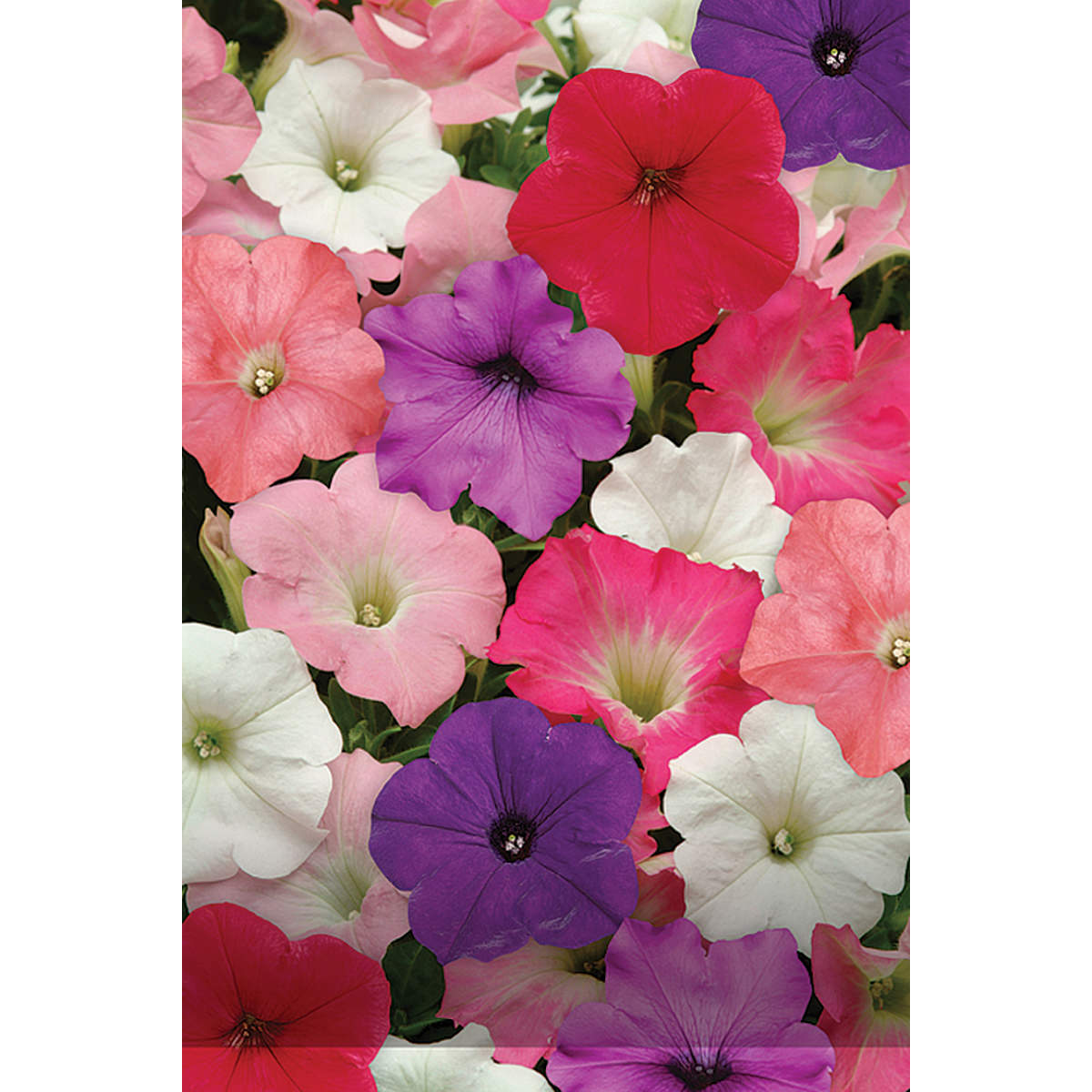 Easy Wave Mix Petunia Seeds