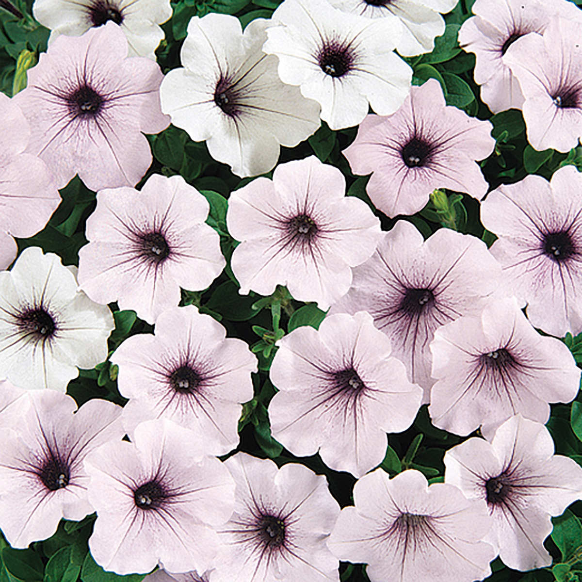 wave petunia flower seeds Tidal Wave Silver Petunia Seeds – NE SEED