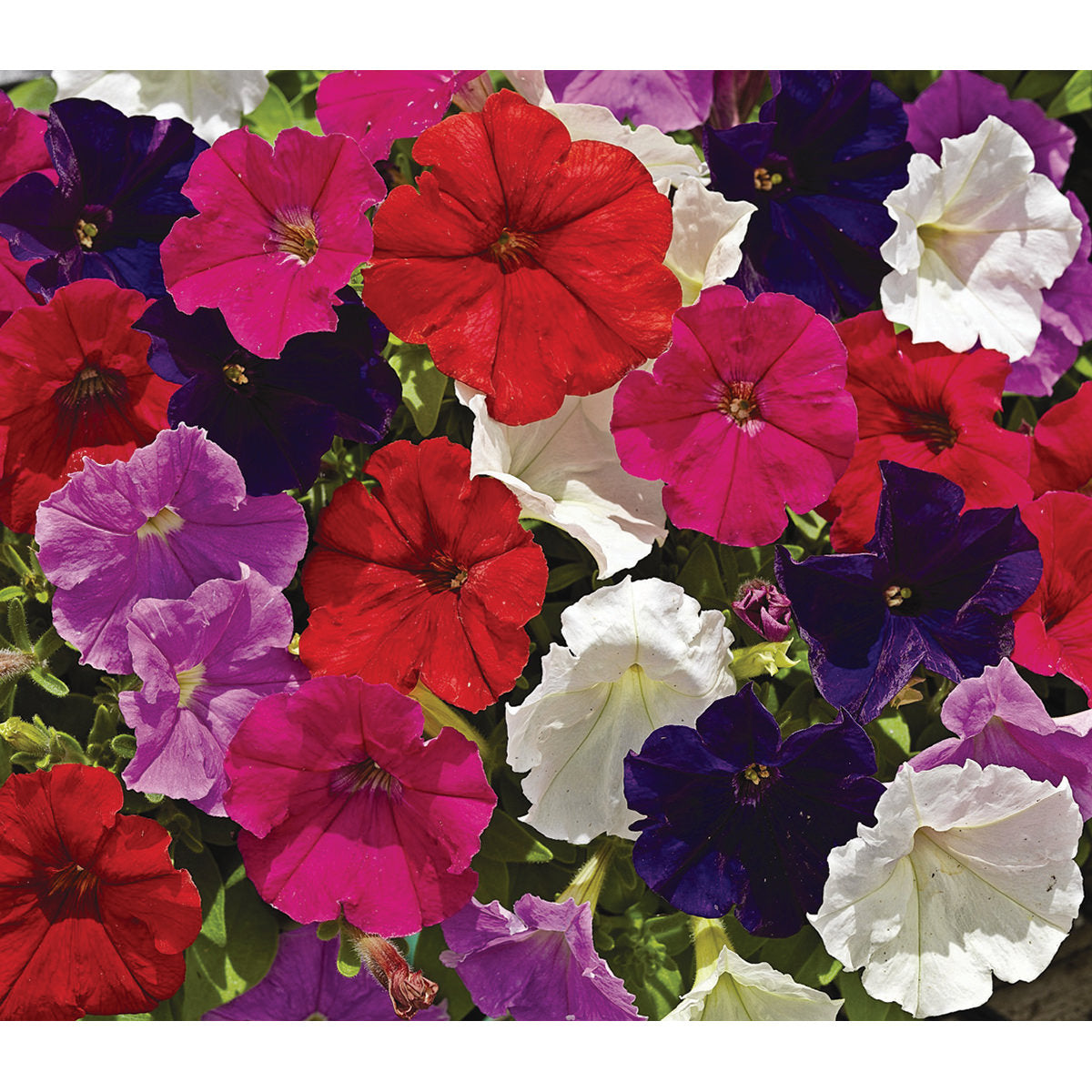 Picobella Mixture Petunia Seeds