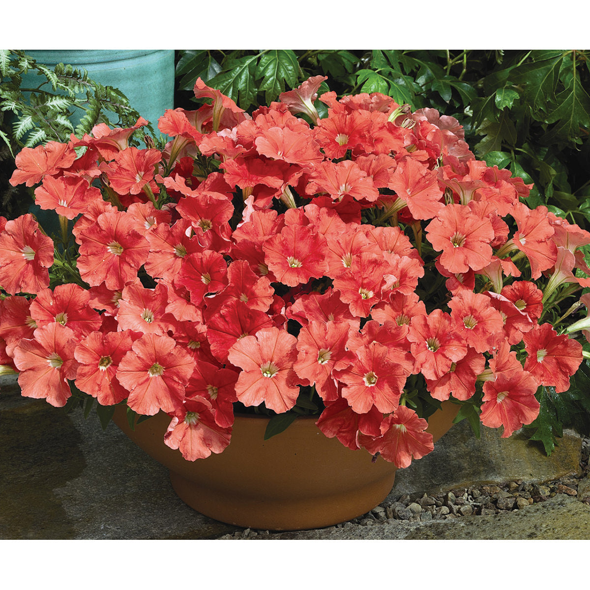 Picobella Salmon Petunia Seeds
