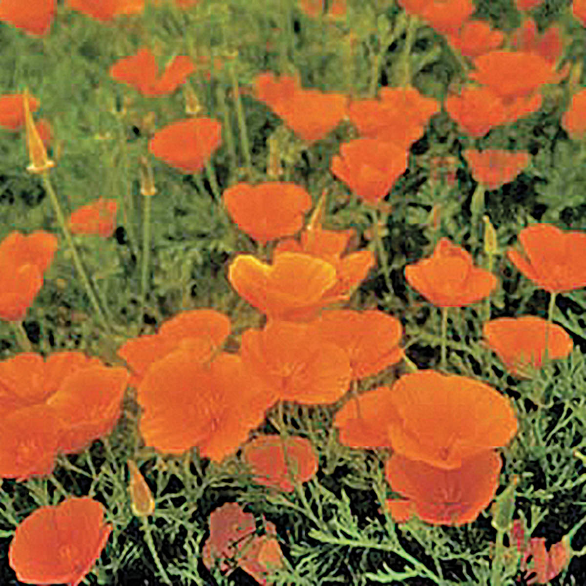 California Single Poppy Seeds