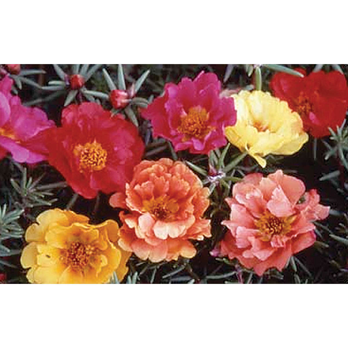 moss rose flower seeds Double Mix Portulaca Seeds – NE SEED