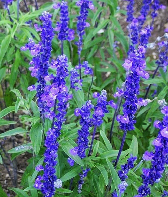 Victoria Salvia farinacea Seeds