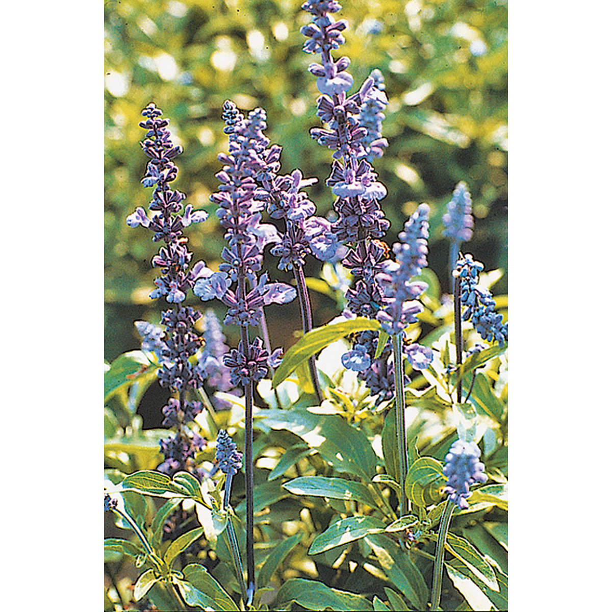 Victoria Salvia farinacea Seeds