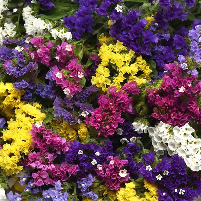 planting statice seeds Mix Statice Seeds – NE SEED