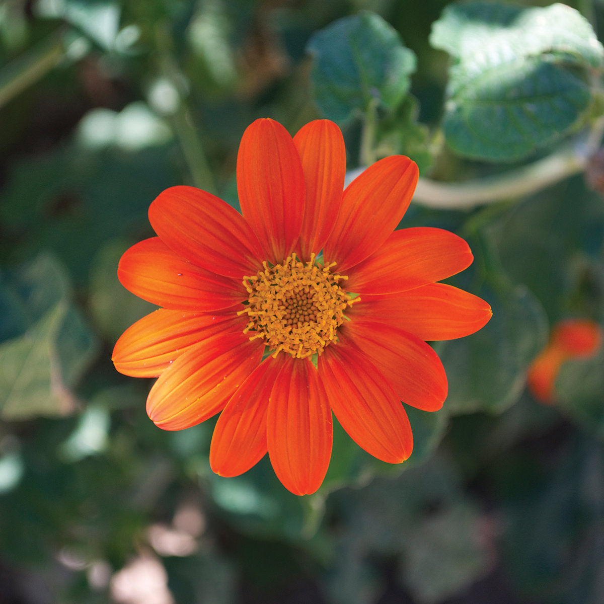 Torch Tithonia rotundifolia (Mexican Sunflower) Seeds