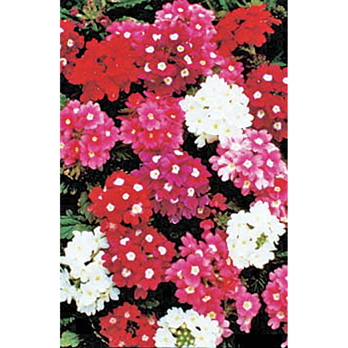 Ideal Florist Strain Verbena Seeds