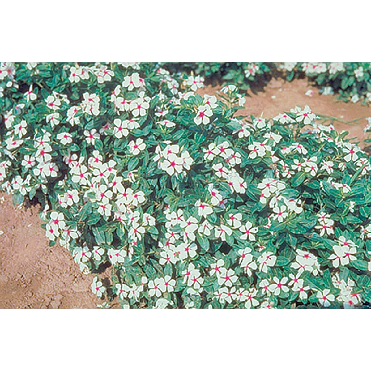 Little Bright Eye Vinca Seeds