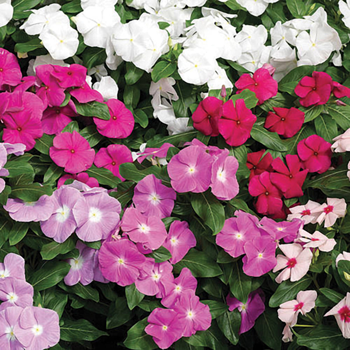 vinca flower seeds Cora F1 Mix Vinca Seeds – NE SEED