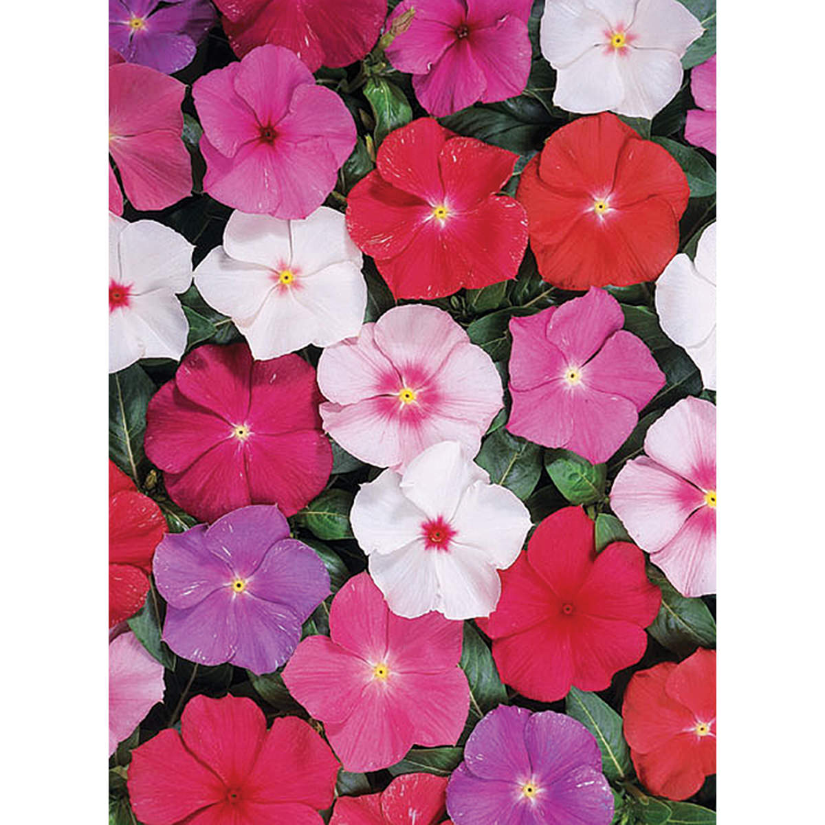 Heatwave Mix Vinca Seeds