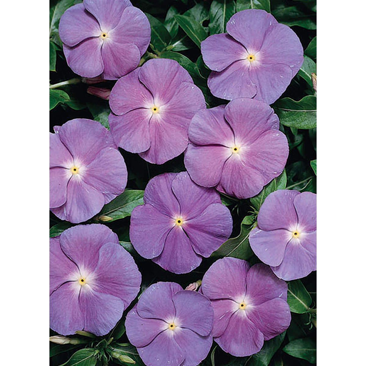 Heatwave Blue with Eye Vinca Seeds