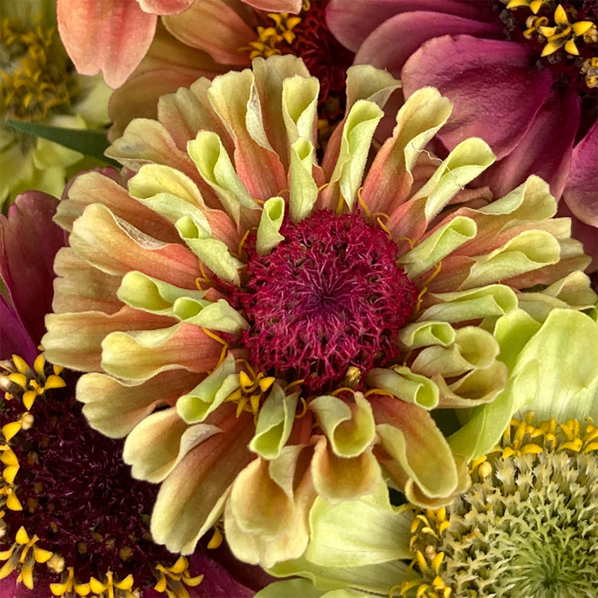 Queen Lime Blotch Zinnia Seeds