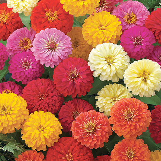 hybrid zinnia flower seeds Dreamland Mix Hybrid Zinnia Seeds