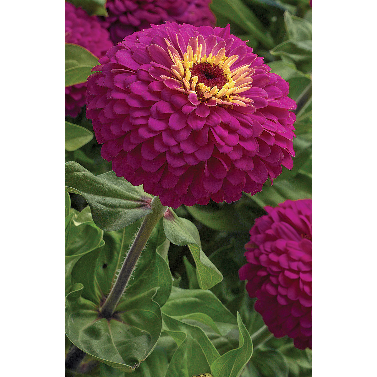 Uproar Rose F1 Hybrid Zinnia Seeds