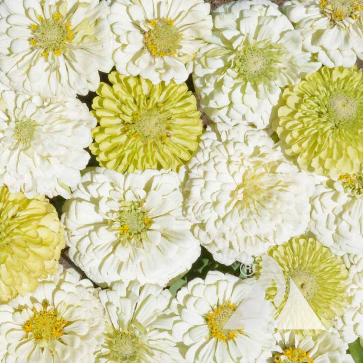 Key Lime Pie Mix Zinnia Seeds