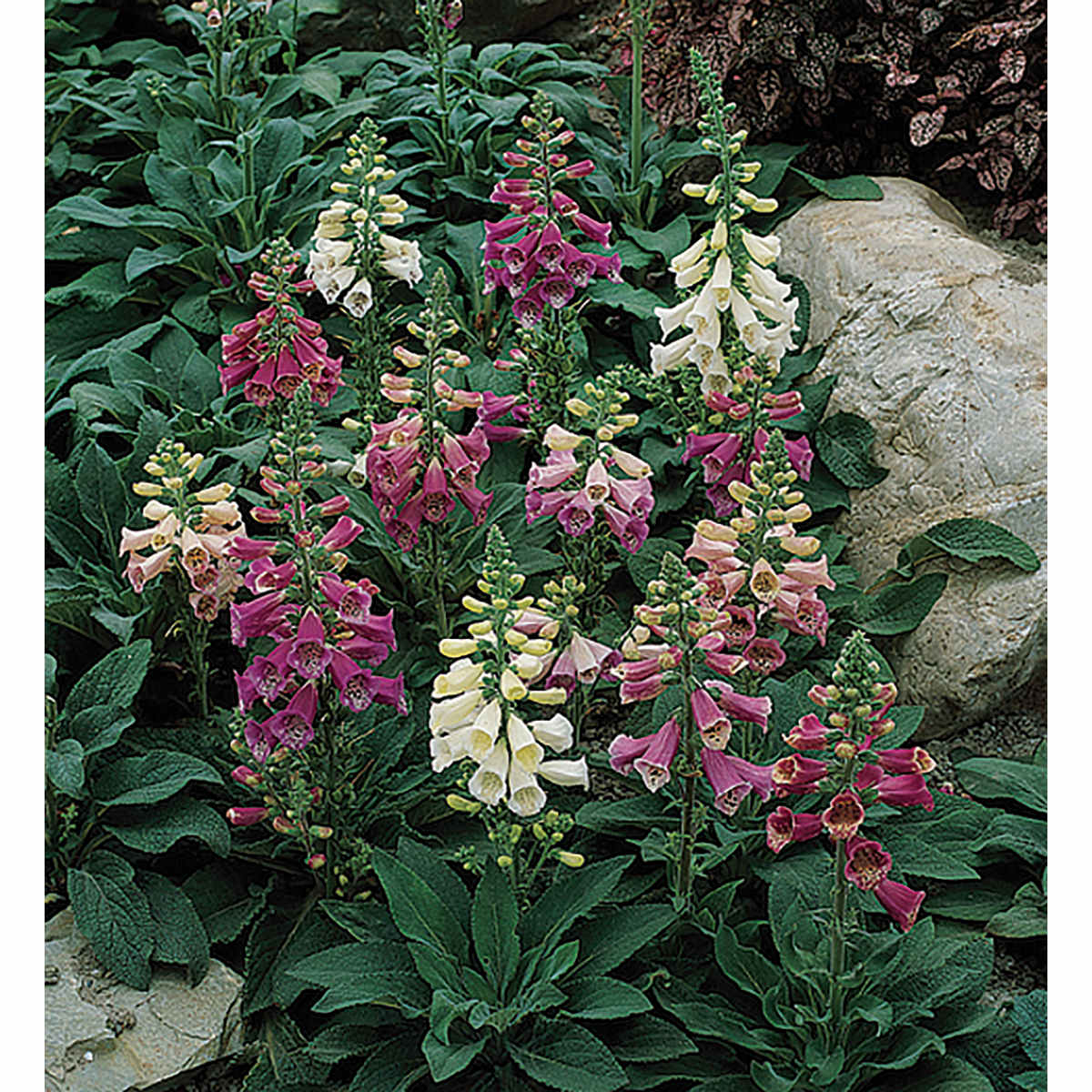 where are the seeds on a foxglove plant Foxy Mix Foxglove Seeds