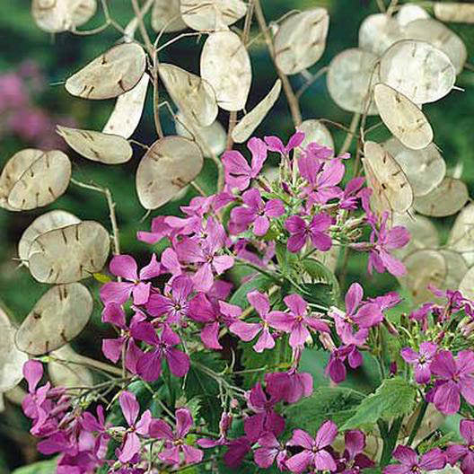 plant honesty seeds Honesty Lunaria annua Seeds