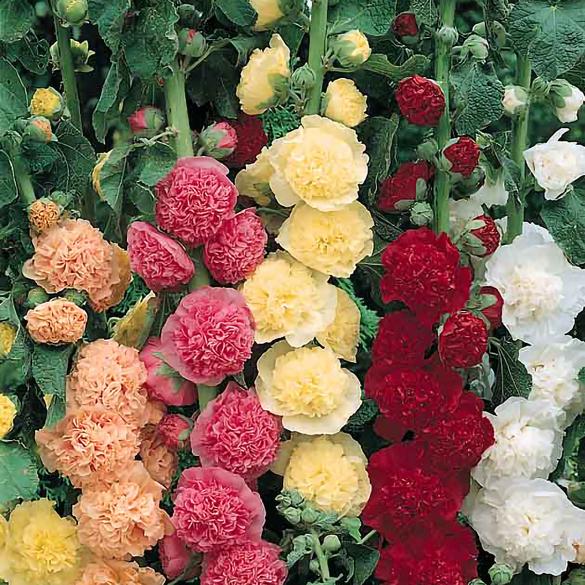 double flower hollyhock seeds Chater’s Double Mix Hollyhock Seeds