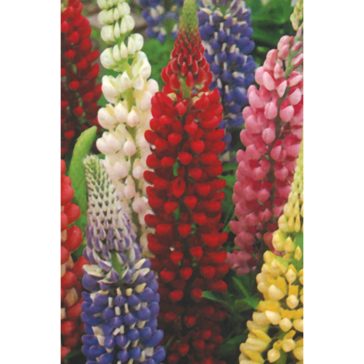 Russell Strain Mix Lupine Seeds
