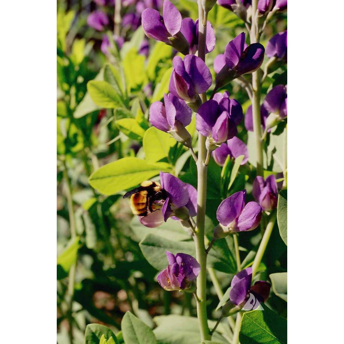 Blue/Wild Lupine Seeds