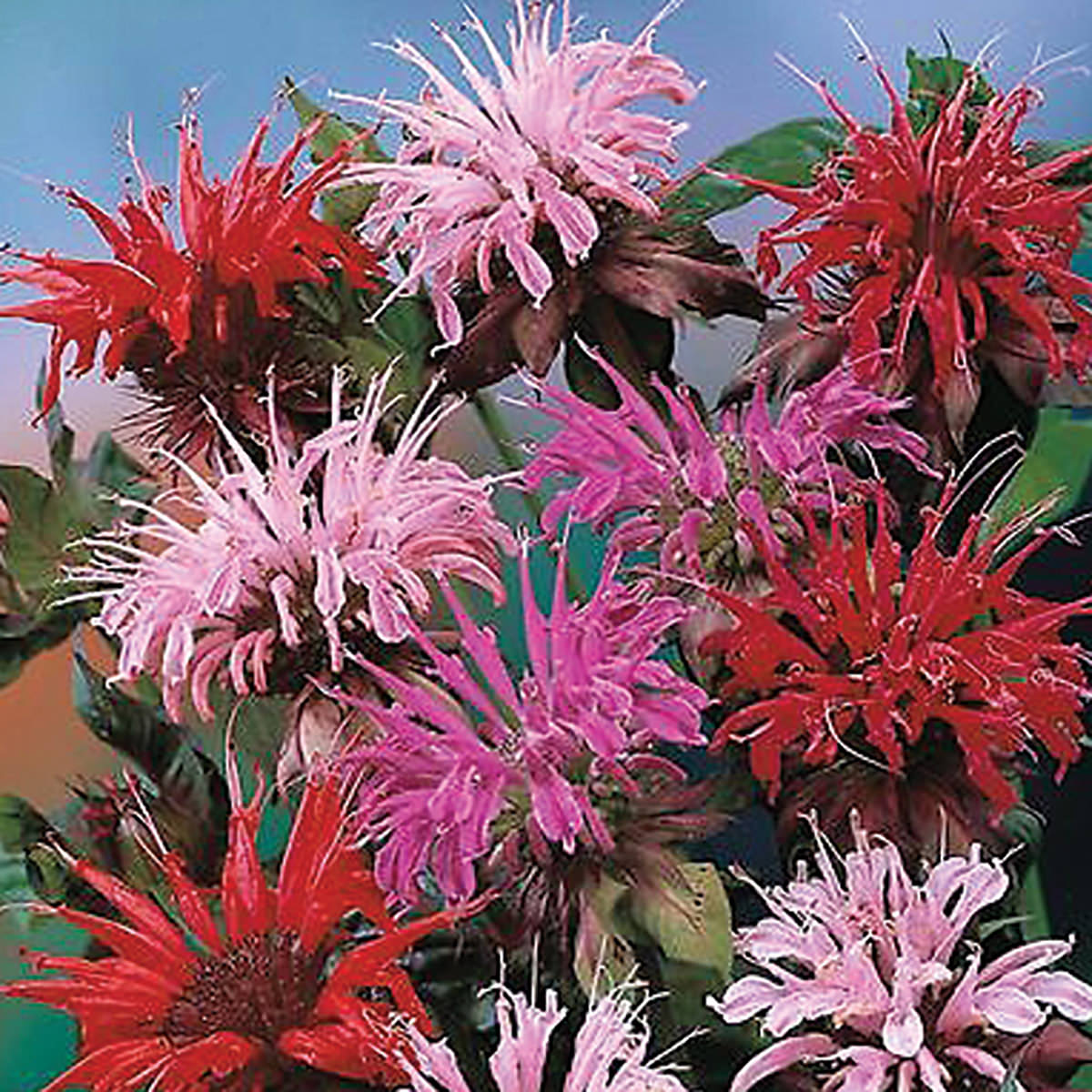 Panorama Mix Monarda didyma Seeds