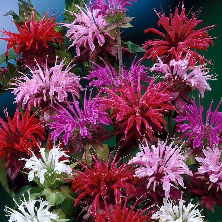 Panorama Mix Monarda didyma Seeds