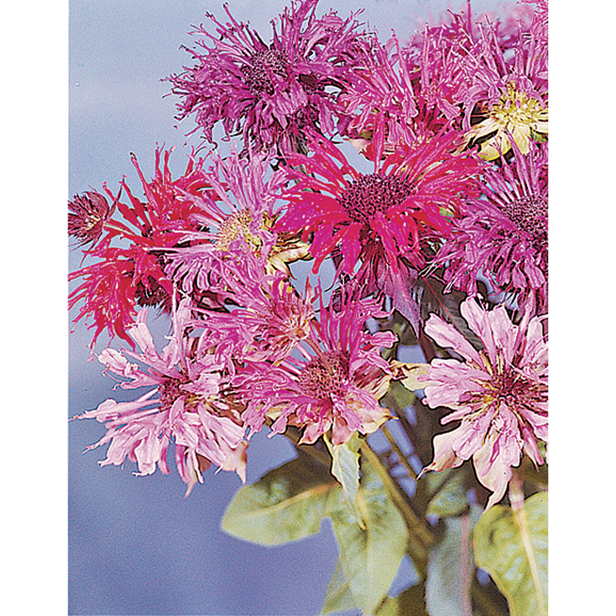 Panorama Mix Monarda didyma Seeds