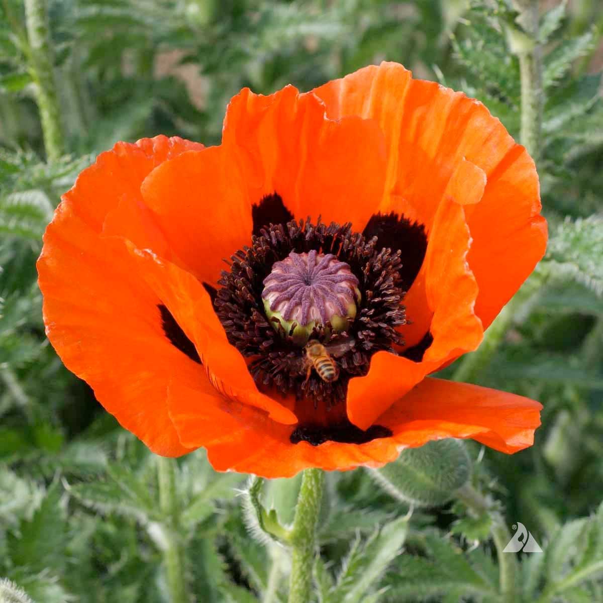 Scarlet Poppy Seeds