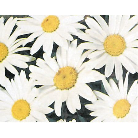 Alaska Shasta Daisy Seeds