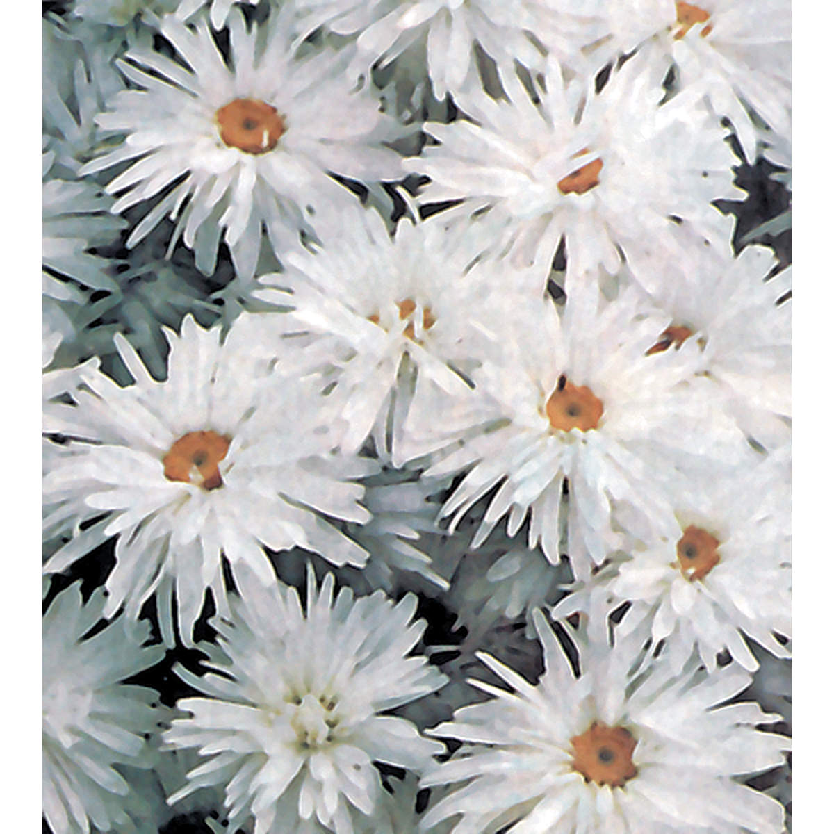 Crazy Daisy Shasta Daisy Seeds