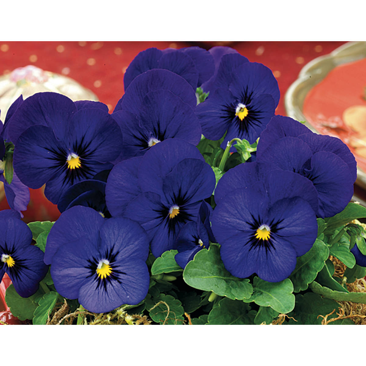 violet flower seed Penny Viola Deep Blue Violet Seeds