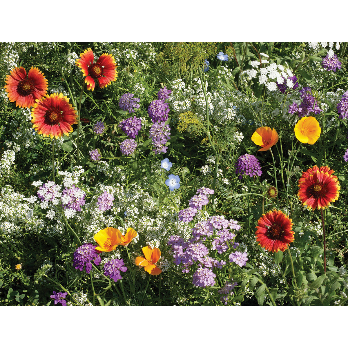wildflower pollinator beneficial seeds Beneficial Bug Mix Wildflower Seeds