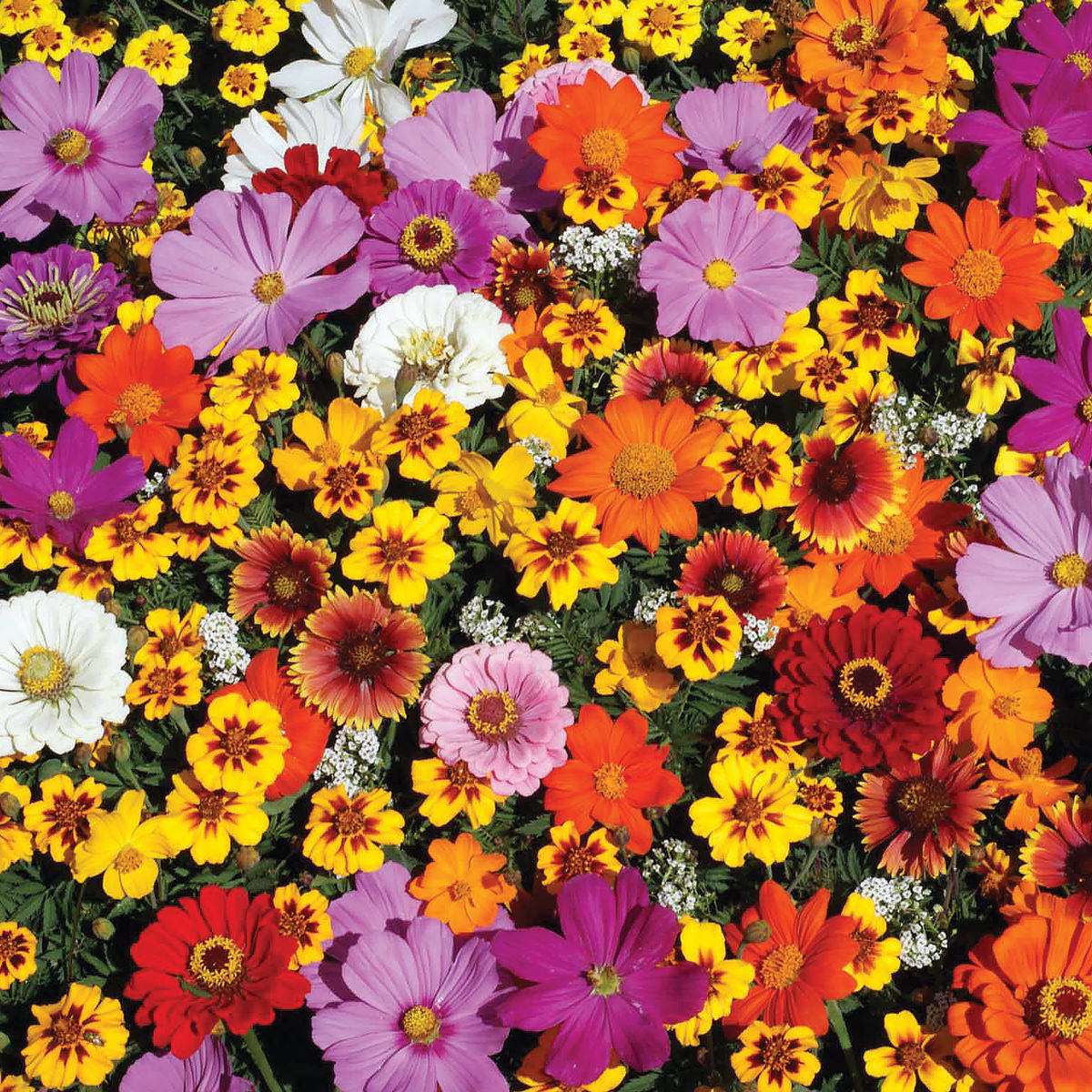 monarch butterfly garden seeds Mountain Valley Seed Company Monarch Butterfly Wildflower Mix - 1 lb Bulk ~480,000 Seeds - Flower - Wild Flower Gardening Blend