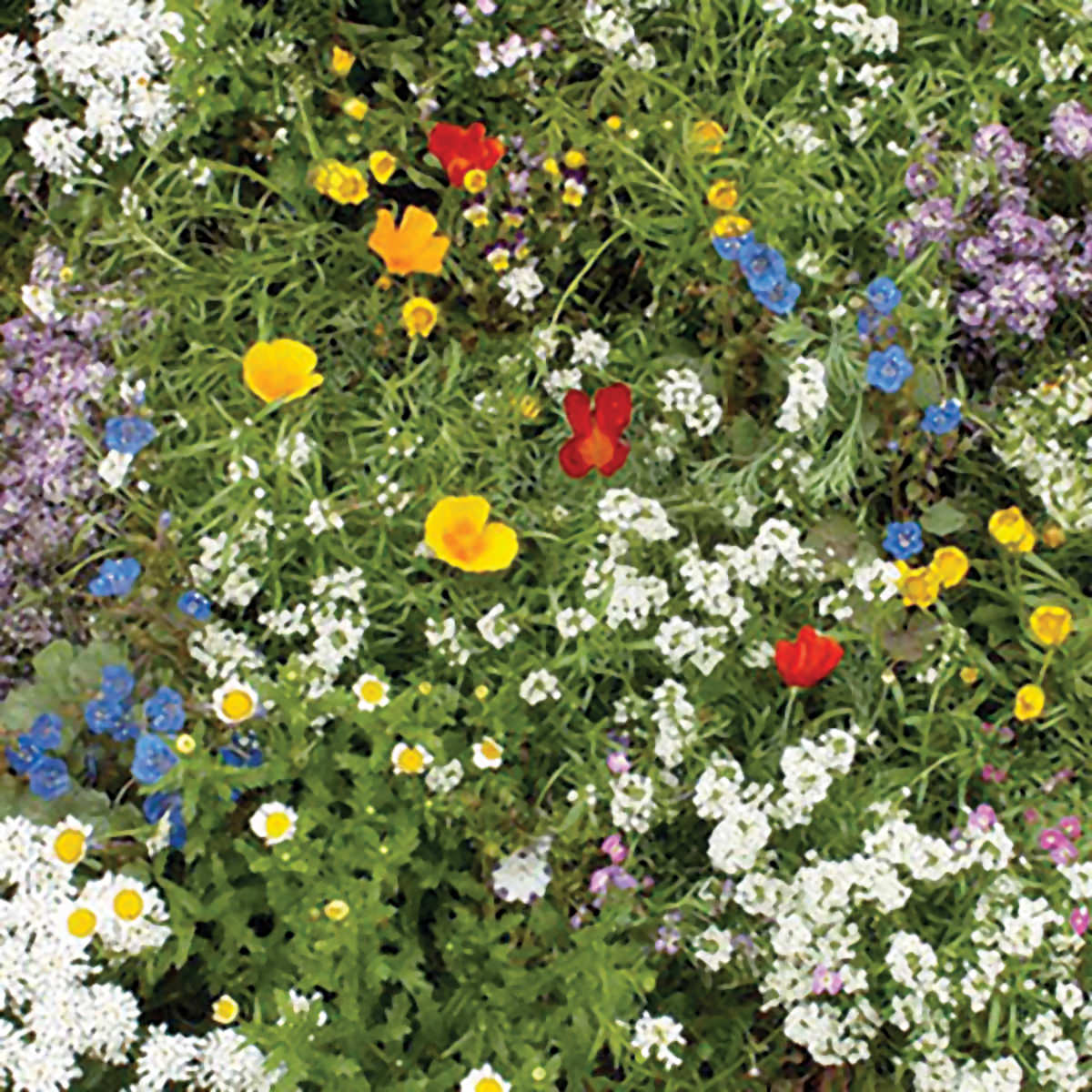 planting wildflower mixture seeds Super-Short Mix Wildflower Seeds – NE SEED