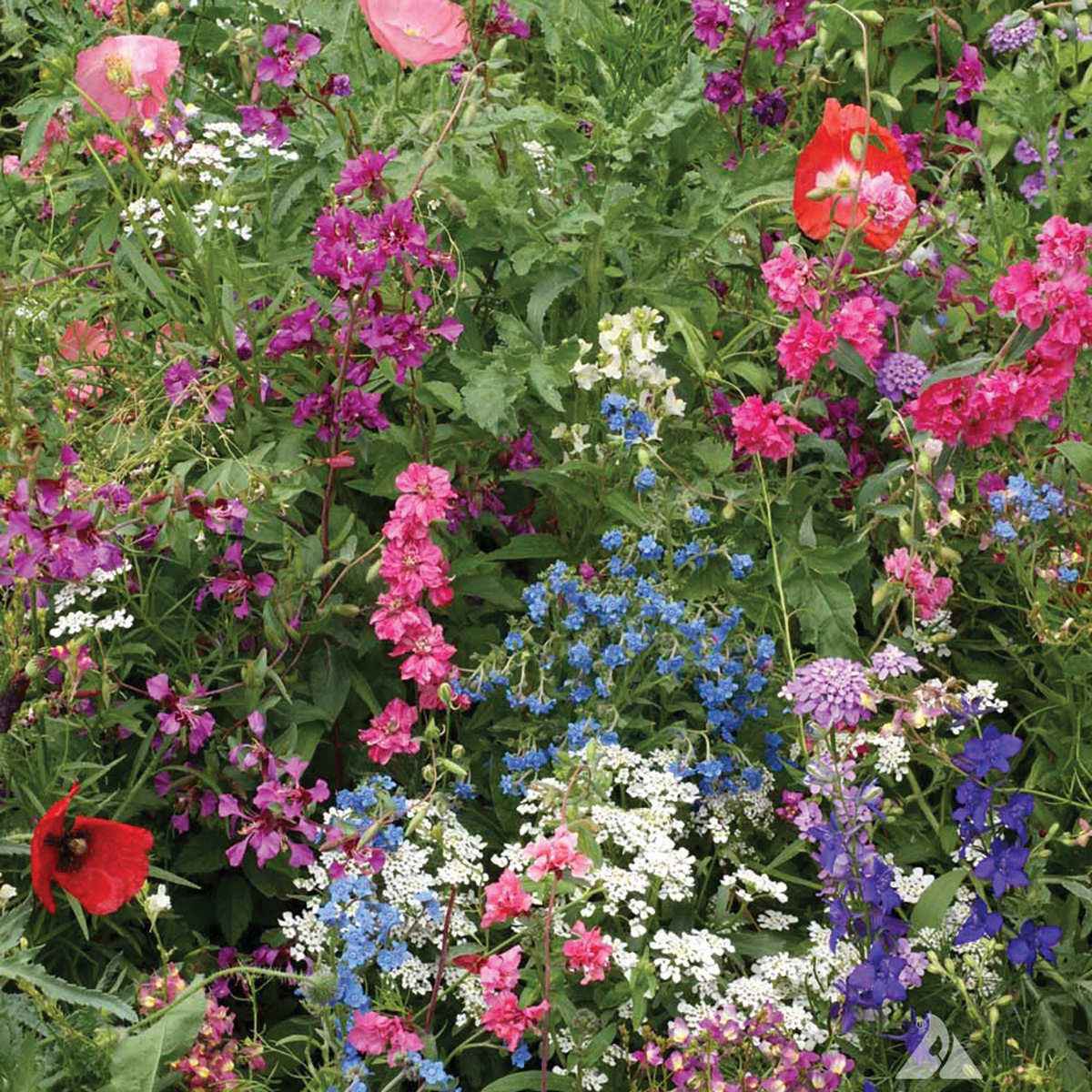 shade plant seeds Shade Mix Wildflower Seeds – NE SEED