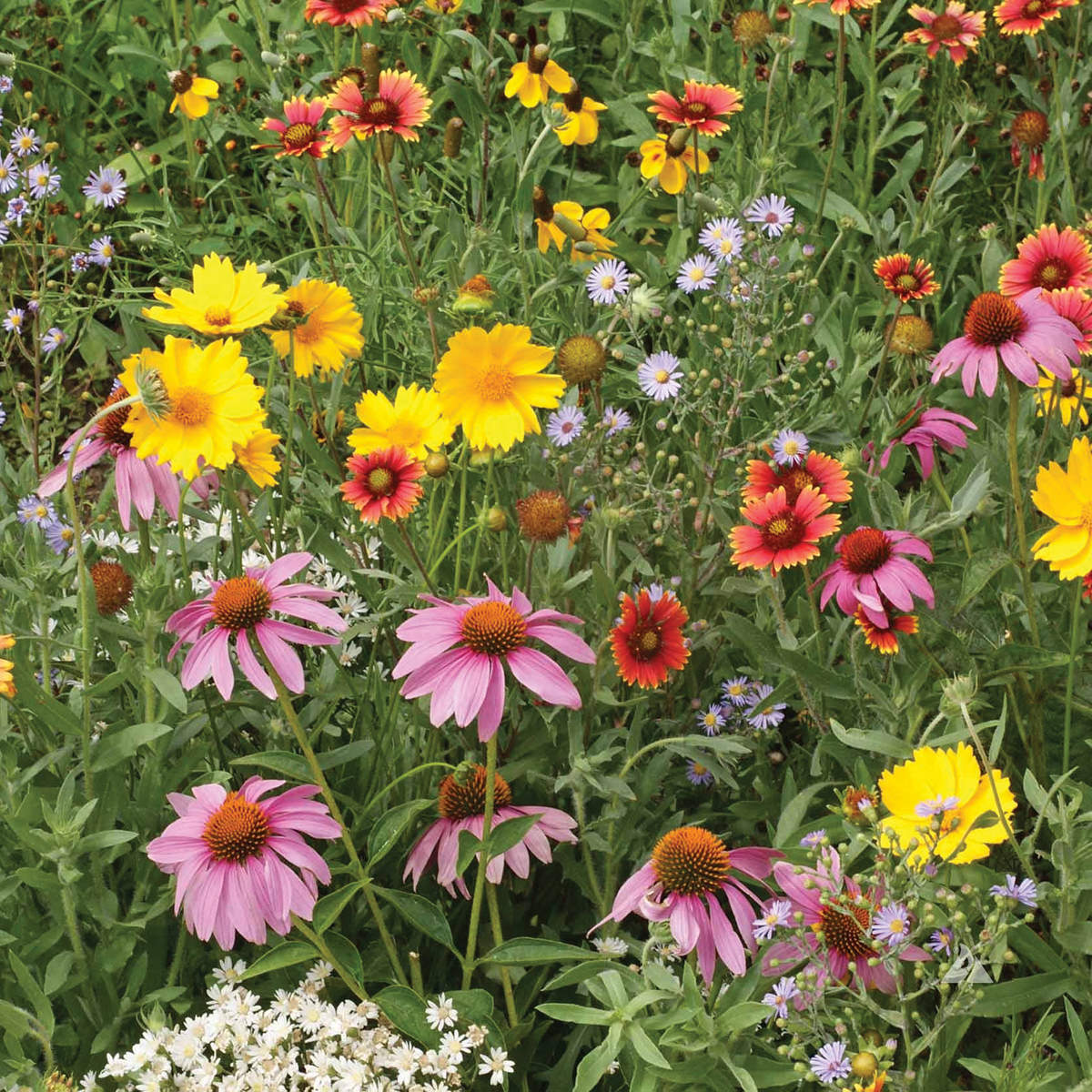 bees wildflower seeds Honeybee Flower Mix Wildflower Seeds