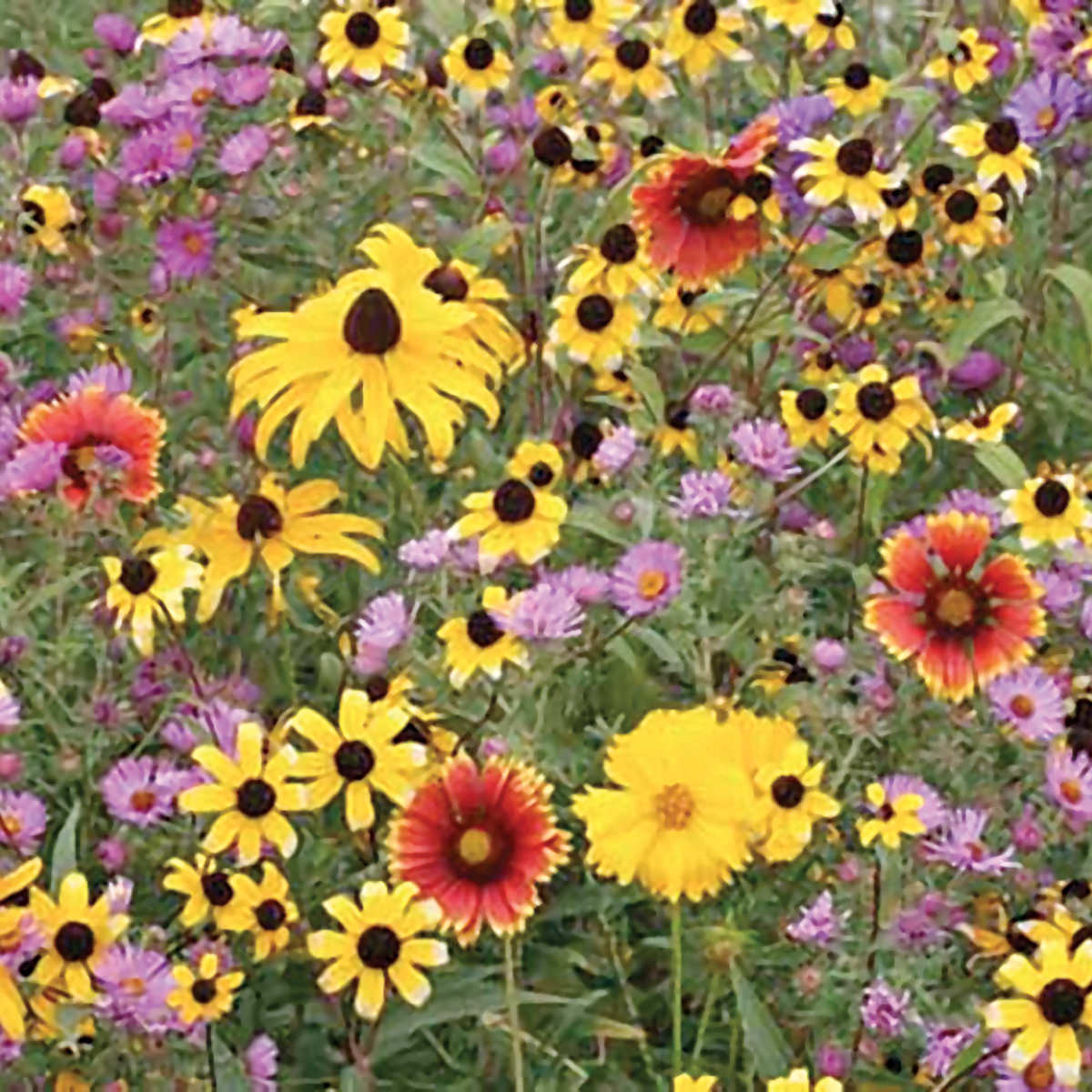 buy native wildflower seeds Northeast Native Mix Wildflower Seeds