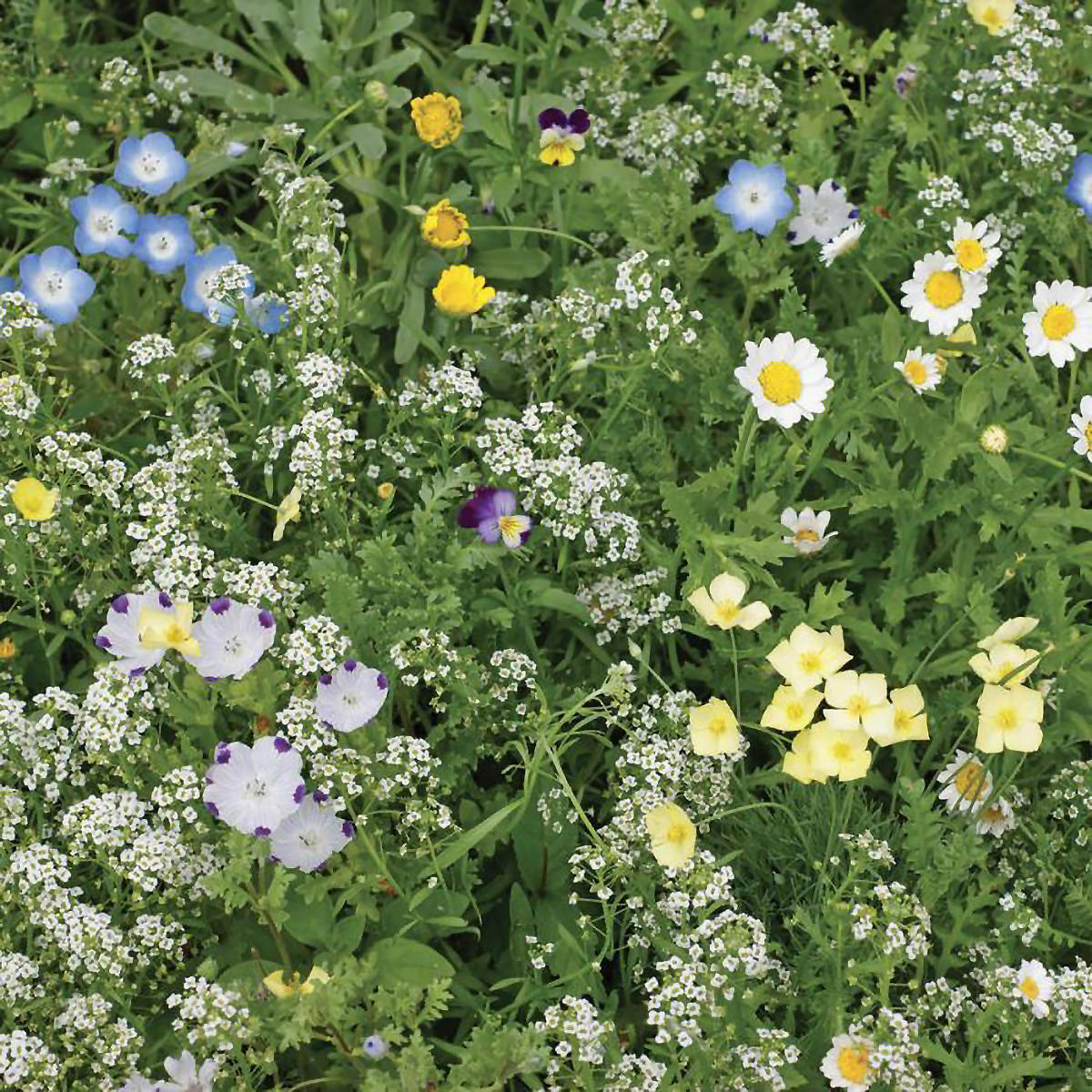non invasive wildflower seeds Low Grow Pollinator Lawn Mix Wildflower Seeds