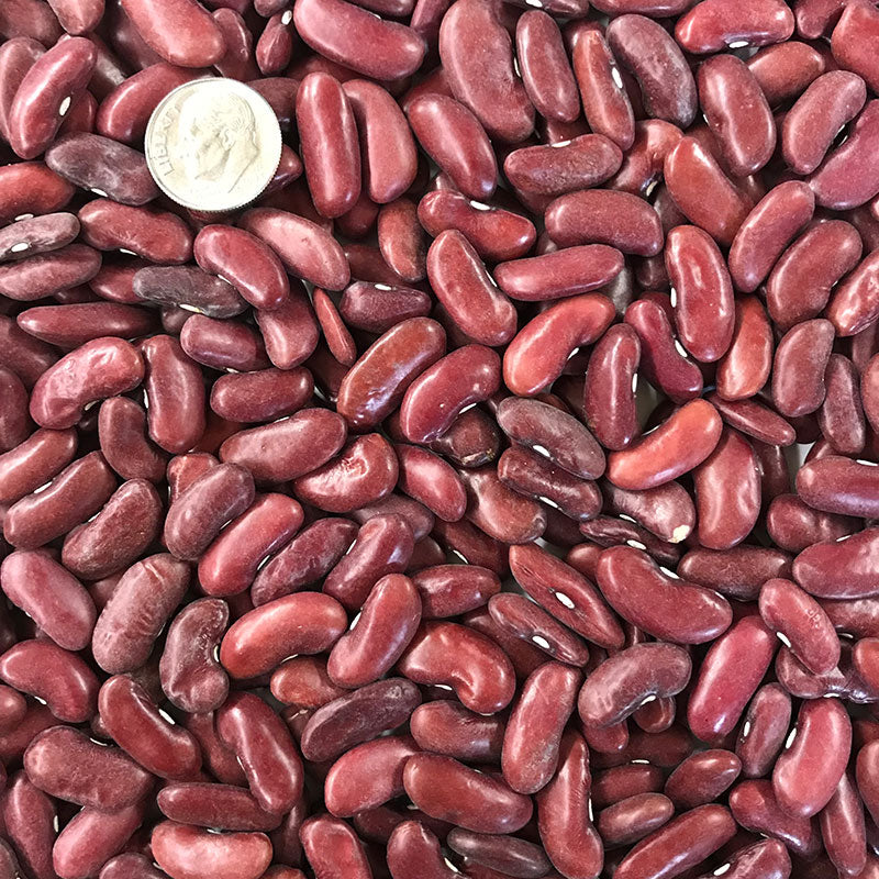 red beans seeds for planting Dark Red Kidney Shell (Dry) Bean Seeds
